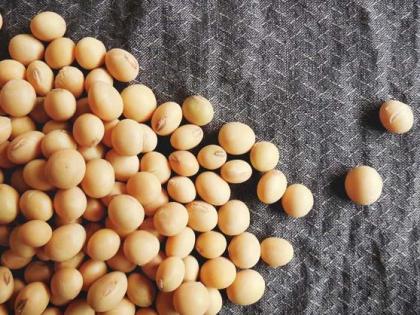 Homemade soybeans to germinate this season! | यंदाच्या हंगामात अंकुरणार घरगुती सोयाबीन!