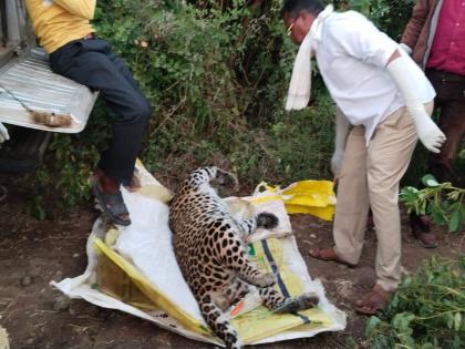 Four-year-old leopard found dead in Savali Shiwar, cause of death unclear | सावळी शिवारात आढळला चारवर्षीय मृत बिबट्या, मृत्यूचे कारण अस्पष्ट