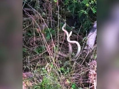 Snake mating at sironcha, rare sight caught on camera | सापाची जोडी मिलनात बेभान, दुर्मिळ दृश्य कॅमेऱ्यात कैद