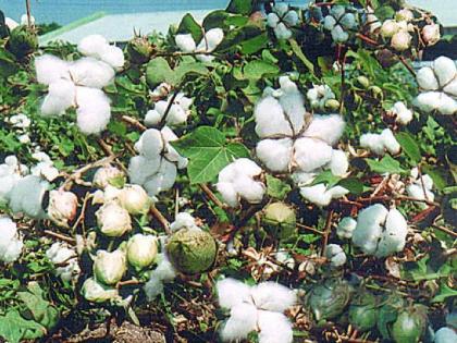 Licking one variety of cotton for another; Seller's Fund | कपाशीच्या एका वाणासाठी दुसऱ्याचे लिकिंग; विक्रेत्यांचा फंडा