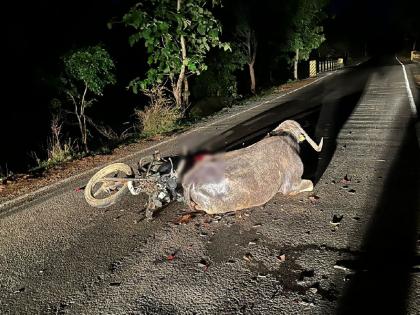 A buffalo was killed in a two-wheeler collision, while the driver sustained minor injuries | दुचाकीच्या धडकेत म्हैस ठार तर चालक किरकोळ जखमी