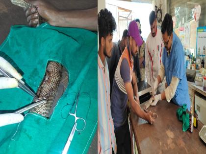 In Gadhinglaj, the injured snake was given life! 7 Feet Cobra: Varun Dhoop underwent surgery | गडहिंग्लजमध्ये जखमी विषारी नागाला जीवदान ! वरूण धूप यांनी केली शस्त्रक्रिया