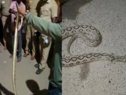 playing with snake in new year celebration one dead in tamilnadu | नशेत साप पकडला, म्हणाला- "हे माझे नवीन वर्षाचे गिफ्ट" मग पुढ जे झालं भयंकर...