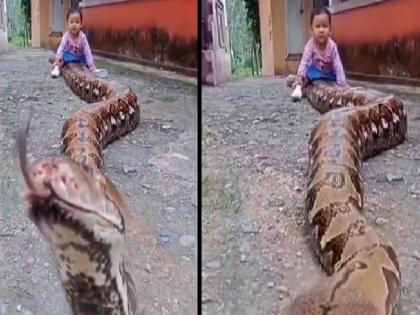 Child Playing With Python, child sat and plays with huge python, Watch the trembling video | महाकाय अजगरावर बसला चिमुकला, अजगर मुलाकडे वळाला अन्; पाहा थरकाप उडवणारा Video