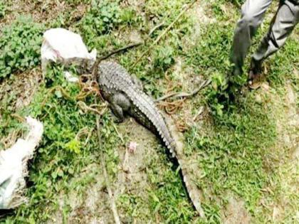 The crocodile was found in the garden area of the house, causing panic among the family in uttar pradesh | घरासमोरील गार्डनमध्ये आढळली मगर, कुटुंबीयांमध्ये घबराट