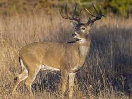 Remains of Sambar found in Sahyadri Tiger Reserve | सह्याद्री व्याघ्र प्रकल्पात आढळले सांबराचे अवशेष, शिकार की मृत याबाबत साशंकता 