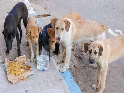 'Also take care of people's safety while feeding stray dogs' | ‘भटक्या कुत्र्यांना खायला घालताना लोकांच्या सुरक्षेचीही काळजी घ्या’ 