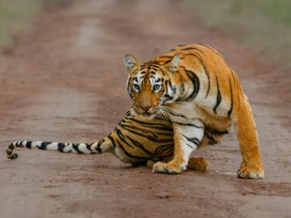 Famous Tigress Maya of Tadoba Missing?; Forest department is searching | सेलिब्रिटी 'माया' बेपत्ता! ताडोबातील प्रसिद्ध वाघिण गायब?; वनविभागाकडून शोध सुरू