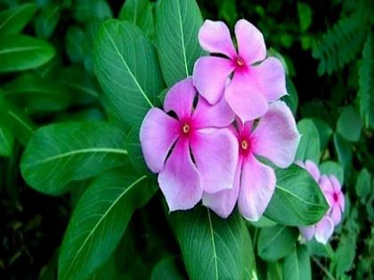 health benefits of periwinkle flower evergreen shrub may be source of new cancer diagnostic agent | कॅन्सरच्या पेशी नष्ट करण्यासाठी फायदेशीर ठरते सदाफुली - रिसर्च 