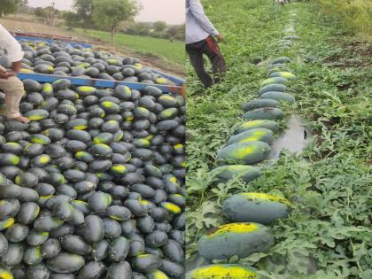 Export of watermelons from the district to Gujarat, Delhi The price is higher even after the transport cost is removed | जिल्ह्यातील टरबुजांची गुजरात, दिल्लीला निर्यात; ट्रान्सपोर्ट खर्च निघूनही मिळतो जास्त भाव