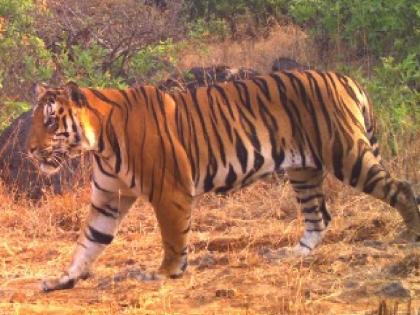 Locals in the Sahyadri Tiger Reserve area named the tigers Senapati, Subhedar and Baji | सह्याद्रीत वाघांचे 'स्वराज्य'; सेनापती, सुभेदार अन् बाजी!; लोकसहभागातून केले नामकरण 