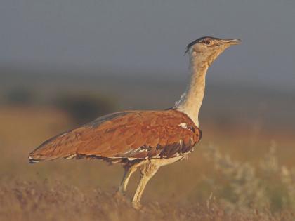 Save Maldhok, a worldwide appeal for conservation; Resolution at the IUCN World Conference | माळढोक वाचवा, संवर्धनासाठी जगभरातून आवाहन; ‘आययूसीएन’च्या जागतिक परिषदेत ठराव