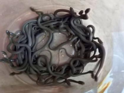 Snake eggs found in school kitchen at Dhule; As many as 76 pandiwad snakes were rescue | शाळेतील किचनमध्ये आढळली सापाची अंडी; तब्बल ७६ पानदिवड सापांना दिले जीवदान