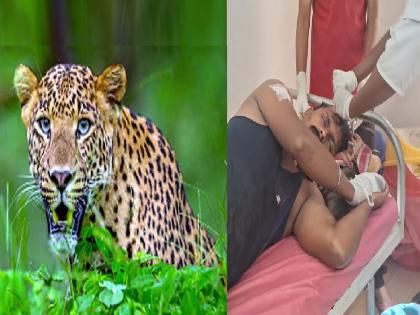 Youth injured in leopard attack, incident at Sakharpa Ratnagiri | Ratnagiri: बिबट्याच्या हल्ल्यात तरुण जखमी, साखरपा येथील घटना