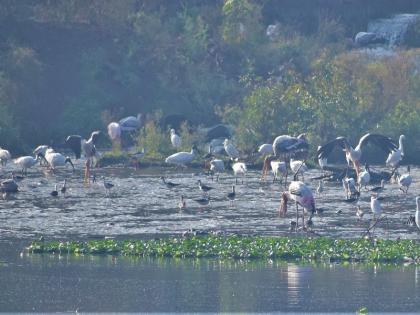 salim ali bird sanctuary pune birds say, put a reservation on our rightful home | डॉ. सलिम अली जयंती विशेष : पक्षी म्हणताहेत, आमच्या हक्काच्या घरावर आरक्षण टाका!