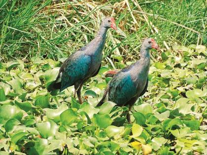 Salim Ali Lake is the only lake in the state with its wetlands and biodiversity; There are 132 species of birds in the area | पाणथळी आणि जैव विविधता असलेला सलीम अली तलाव राज्यात एकमेव; परिसरात आहेत १३२ प्रकारचे पक्षी