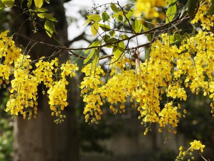 Cassia fistula blooming ; Chance of good rains this year | बहाव्याला आला बहर; यावर्षी चांगला पाऊस पडण्याची शक्यता