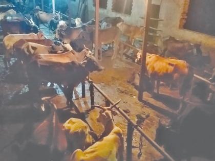 Animal torture in the Salokh area | साळोख परिसरात जनावरांचा छळ; नेरळ पोलीस ठाण्यात गुन्हा दाखल