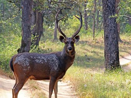 Sambar died in a collision with an unknown vehicle on the Pune-Nashik highway | पुणे-नाशिक महामार्गावर अज्ञात वाहनाच्या धडकेत सांबर मृत्युमुखी