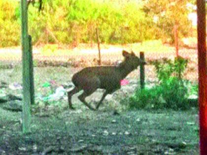 The death of Sambara heart attack and the canal came from Hadapsar area | सांबराचा हृदयविकाराच्या झटक्याने मृत्यू, कॅनॉलद्वारे आले हडपसर परिसरात