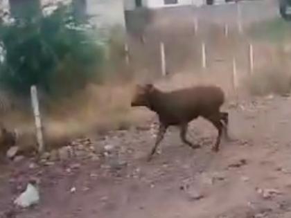 In the town of Sambar Sangli in the Dandoba Forest | दंडोबा अरण्यातील सांबर सांगली शहरात, सांबर आढळल्यास संपर्क साधण्याचे वनविभागाचे आवाहन