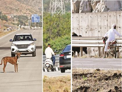 Dogs stopped the speed of 'Samruddhi mahamarga; Cows, buffaloes, goats and bikers roam freely | श्वानांनी रोखला ‘समृद्धी’ महामार्गाचा वेग; गाय, म्हशी, शेळीसह दुचाकीस्वारांचाही बिनधास्त वावर