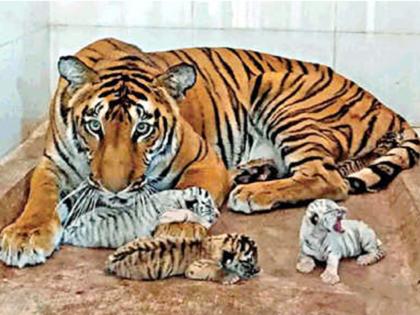 Siddharth zoo will soon move the cradle! 'Samriddhi' tigress will become a mother for the third time | सिद्धार्थ प्राणिसंग्रहालयात लवकरच पाळणा हलणार ! ‘समृद्धी’ वाघीण तिसऱ्यांदा आई बनणार