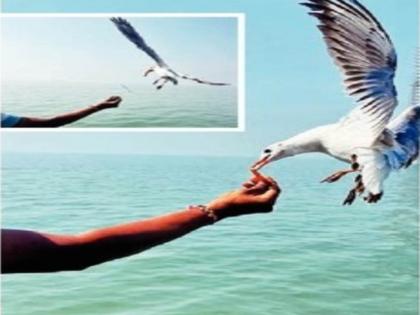 people will be happy but the health of the seagull will deteriorate veterinary expert opinion | तुम्हाला आनंद मिळेल, पण ‘सीगल’चे आरोग्य बिघडेल; पशुवैद्यकीय तज्ज्ञांचे मत