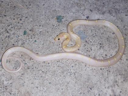 A white long snake was found in Sangli | सांगलीत लांबलचक कवड्या साप, पण त्याला रंगच नाही!!