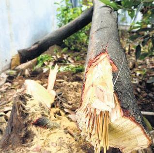  Theft of sandalwood from Gangapur Road area | गंगापूररोड परिसरातून चंदनवृक्षाची चोरी