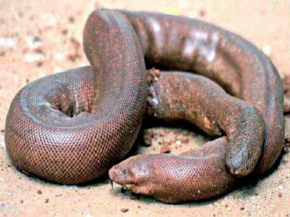 Mandul catches two snake smugglers! | मांडूळ सापाची तस्करी करणाऱ्या दोघांना पकडले!