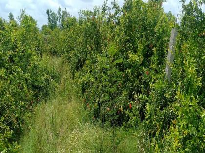 A pomegranate worth Rs 1.5 lakh was stolen from a farmer's orchard | शेतक-याच्या बागेतील दीड लाख रूपयांचे डाळिंब चोरीला