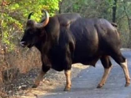 Re entry of Gaur in Sangli district Visit of a herd of cows in Thanapude Chikurde area | सांगली जिल्ह्यात गव्याची पुन्हा एन्ट्री; ठाणापुडे, चिकुर्डे परिसरात गव्यांच्या कळपाचे दर्शन