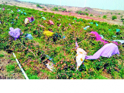 Pomegranate baga basin in Jat taluka | जत तालुक्यात डाळिंब बागा भुईसपाट