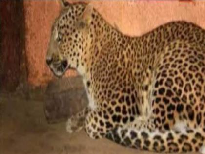 The thrill of two hours and the leopard absconding in the forest Rescue operation by forest department successful in Maralnathpur sangli | तब्बल दोन तासांचा थरार अन् बिबट्या जंगलात फरार, मरळनाथपूरमध्ये वनविभागाकडून रेस्क्यू ऑपरेशन फत्ते