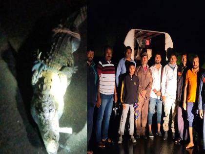 10 foot crocodile captured in Dhamawade Sangli | Sangli: धामवडे येथे १० फूट लांबीची मगर जेरबंद, वनविभागाने नैसर्गिक अधिवासात सोडले 10 foot crocodile captured in Dhamawade Sangli | Sangli: धामवडे येथे १० फूट लांबीची मगर जेरबंद, वनविभागाने नैसर्गिक अधिवासात सोडले