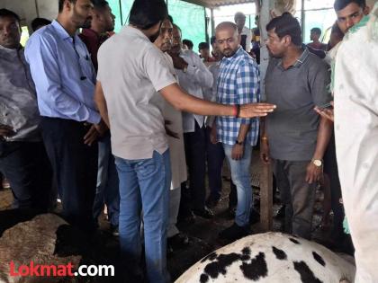 Nine crossbred cows die due to food poisoning in Antri Budruk | अंत्री बुद्रुक येथे पशुखाद्यातून विषबाधा झाल्याने नऊ संकरित गाईंचा मृत्यू Nine crossbred cows die due to food poisoning in Antri Budruk | अंत्री बुद्रुक येथे पशुखाद्यातून विषबाधा झाल्याने नऊ संकरित गाईंचा मृत्यू
