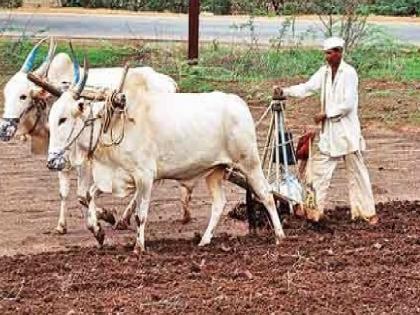 Crisis of double sowing on farmers of Sangli district | सांगली जिल्ह्यातील शेतकऱ्यांवर दुबार पेरणीचे संकट, पावसाअभावी वाढ खुंटली 