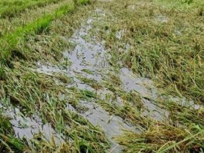 Crops in 4867 hectares of three talukas of Sangli district rotted due to heavy rains | Sangli: अतिवृष्टीमुळे तीन तालुक्यांतील ४८६७ हेक्टरमधील पिके सडली, कृषी विभागाचा अहवाल 