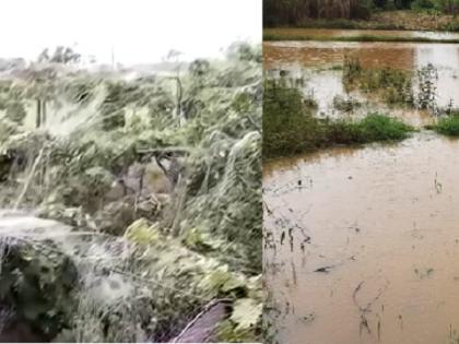 Due to untimely rains vineyards were destroyed on 70,000 acres in Sangli | अवकाळीचा फटका; सांगलीत ७० हजार एकरावर द्राक्षबागा उद्ध्वस्त झाल्याचा अंदाज