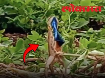 A colorful necked lizard was found in Turchi Sangli | सांगलीतील तुरचीमध्ये आढळला रंगीत गळ्याचा सरडा -video