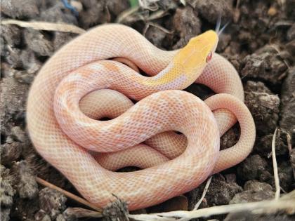 Albino smuggler snake cub found in Sangli | सांगलीत सापडले 'अल्बिनो' तस्कर सापाचे पिलू