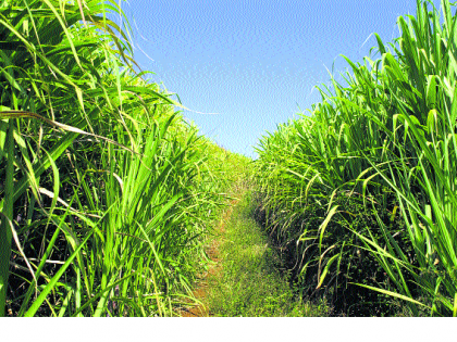 Production of sugar is one crore quintals | साखर उत्पादन १ कोटी क्विंटलकडे