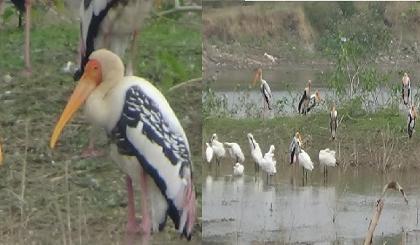 Domestic and exotic birds on the Ingle Passer Lake at Palus sangli District | सांगली : पलूसच्या तलावावर भरली देशी-विदेशी पक्ष्यांची शाळा 