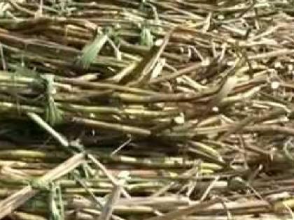 One person died after a sugarcane plant fell on his body in satara | Satara News: उसाची मोळी अंगावर पडल्याने एकाचा मृत्यू