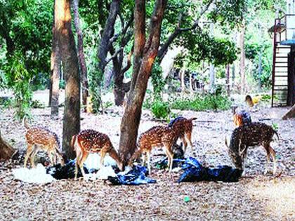 Sanjay Gandhi National Park Plastics | संजय गांधी राष्ट्रीय उद्यान प्लॅस्टिकच्या विळख्यात