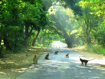 संजय गांधी राष्ट्रीय उद्यानाच्या मास्टर प्लॅनवर १०० हरकती - Marathi News | 100 objections to the master plan of Sanjay Gandhi National Park | Latest News at Lokmat.com संजय गांधी राष्ट्रीय उद्यानाच्या मास्टर प्लॅनवर १०० हरकती - Marathi News | 100 objections to the master plan of Sanjay Gandhi National Park | Latest News at Lokmat.com