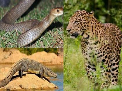 Fear among Karadkars due to increased activity of snakes, crocodiles, and leopards | Satara: साप, मगर बिबट्याची भिती; सांगा, कऱ्हाडकरांनी फिरायला जायचं कुठं? Fear among Karadkars due to increased activity of snakes, crocodiles, and leopards | Satara: साप, मगर बिबट्याची भिती; सांगा, कऱ्हाडकरांनी फिरायला जायचं कुठं?