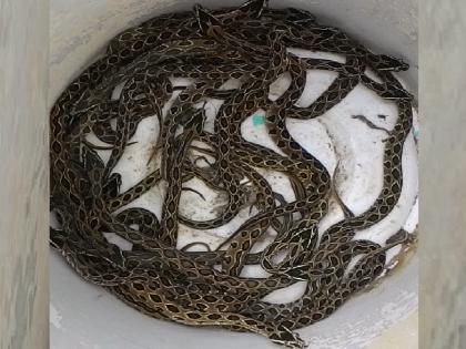 The mother was bitten by a poisonous snake, but the boy still gave life to eleven baby snakes | आईला विषारी सापाने केला दंश, तरीही मुलाने सापाच्या अकरा पिलांना दिलं जीवदान