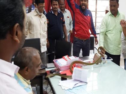 Farmers release snake at Ichalkaranji MSEDCL office | Agricultural electricity issue: इचलकरंजी महावितरण कार्यालयात शेतकऱ्यांनी सोडला साप